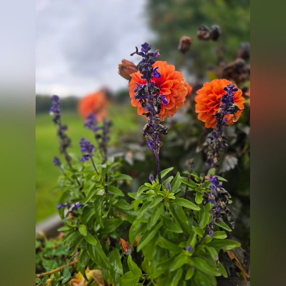 Meet your Posher, Shan - Picture 2 of 3